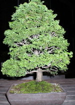 Manhattan Bonsai | Bonsai Trees, Supplies & Workshops in New York - Welcome